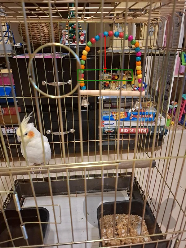 cockatiel lutino for sale with toy and cage