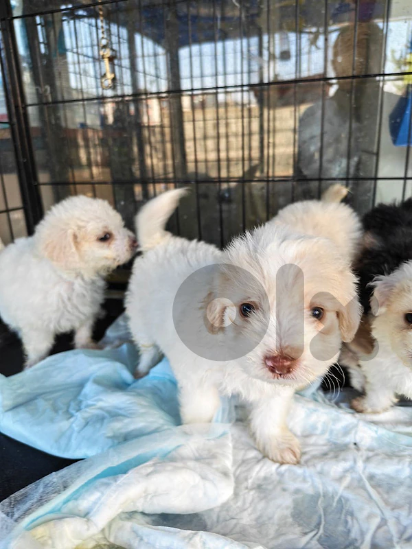 Bichon males & females