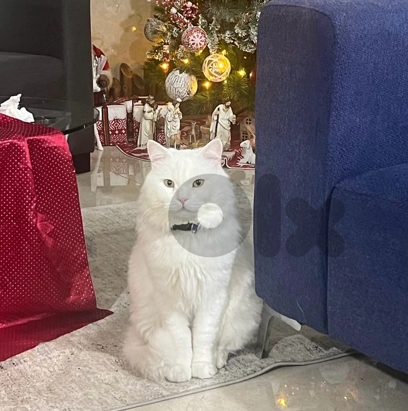 Turkish Angora
