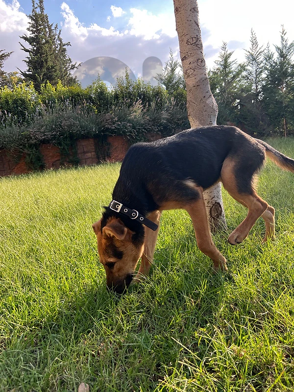 german dog adoption