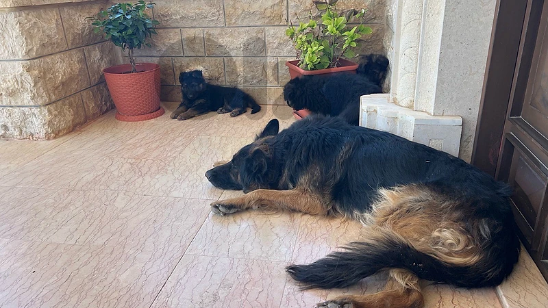 german shepherd