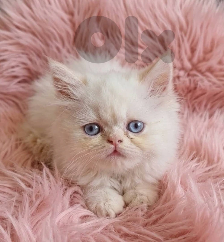 males and females cats