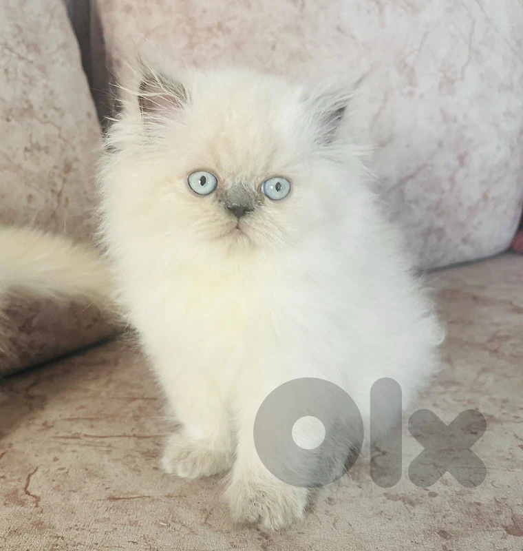 himalayan