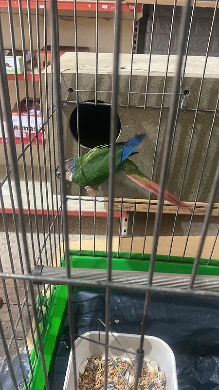 Green-Cheek Conure for Sale