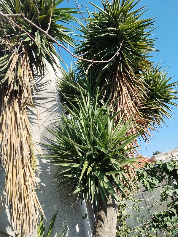 yucca plant