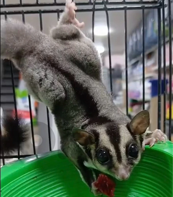 Sugar Glider