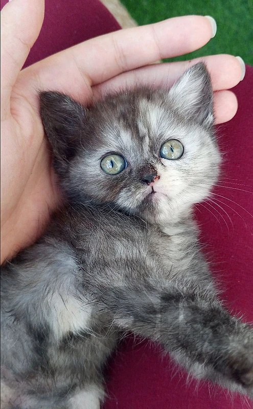 British Shorthair Kitten for Sale