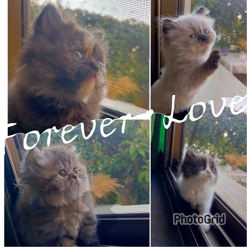 4 female 1 male Ragdoll mix