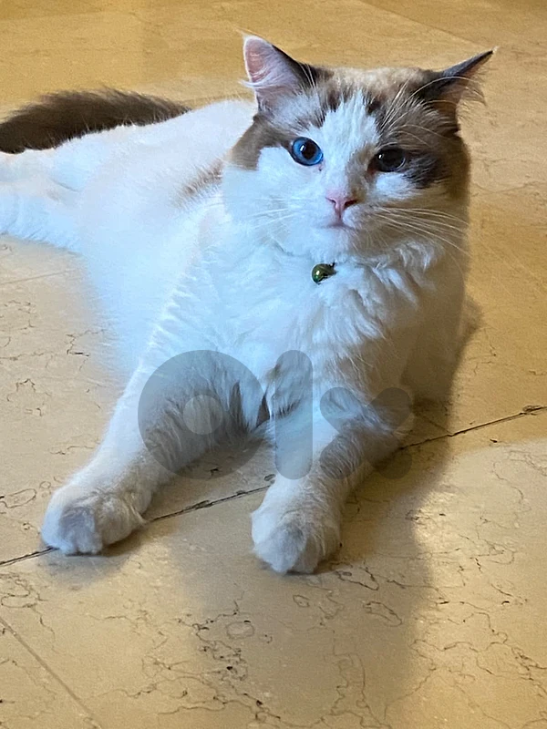 🐾 Ragdoll Female Seeking Male for Mating
 (NOT FOR SALE)
