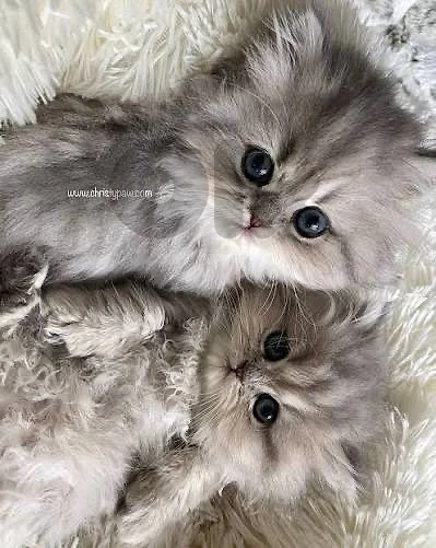 persian whtsp 81686679