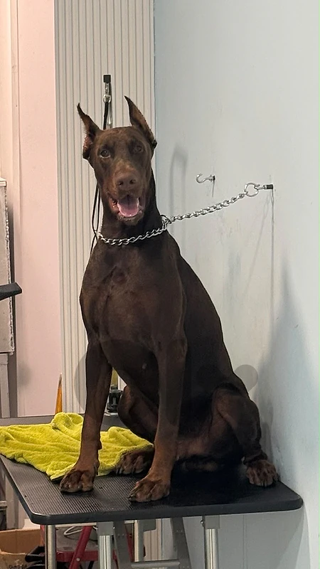 dobermann european