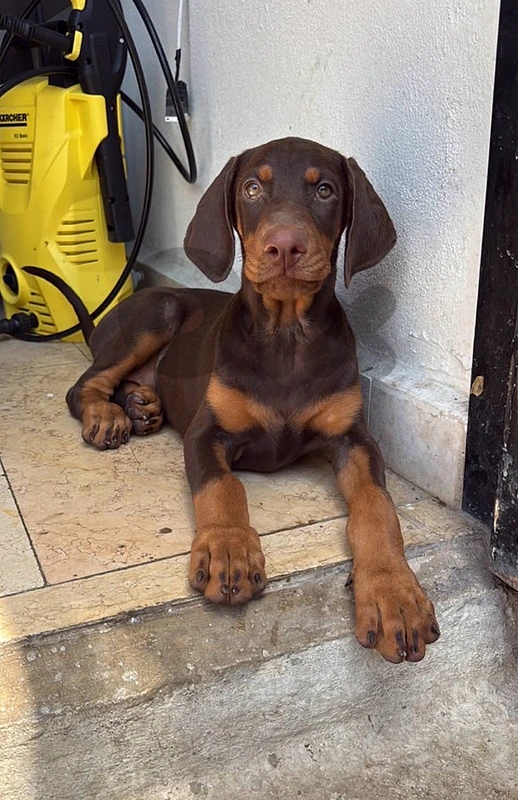 dobermann european