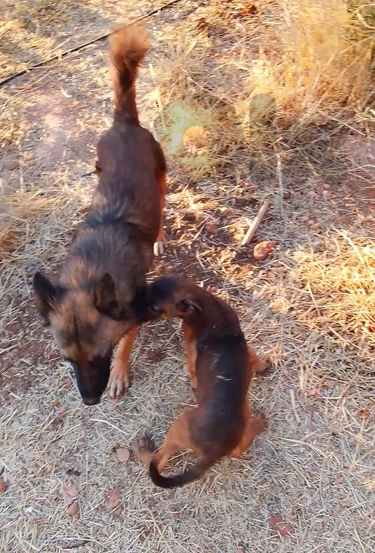 German Shepherd + Belgium Malinois