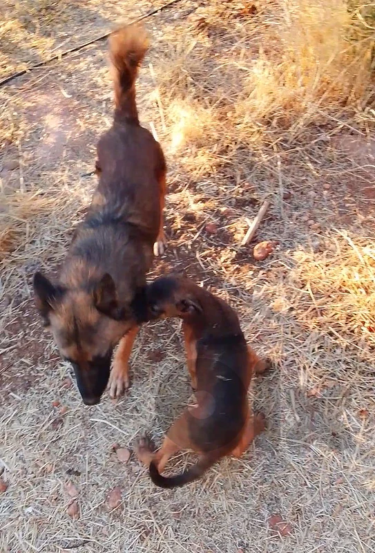 German Shepherd + Belgium Malinois