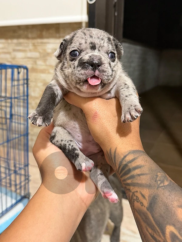 french bulldog puppies