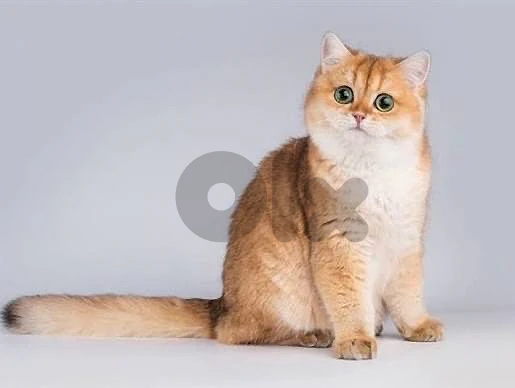 british gold female