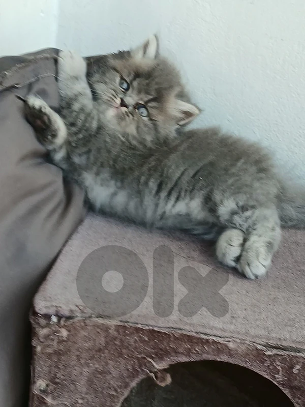 قطط شيرازي