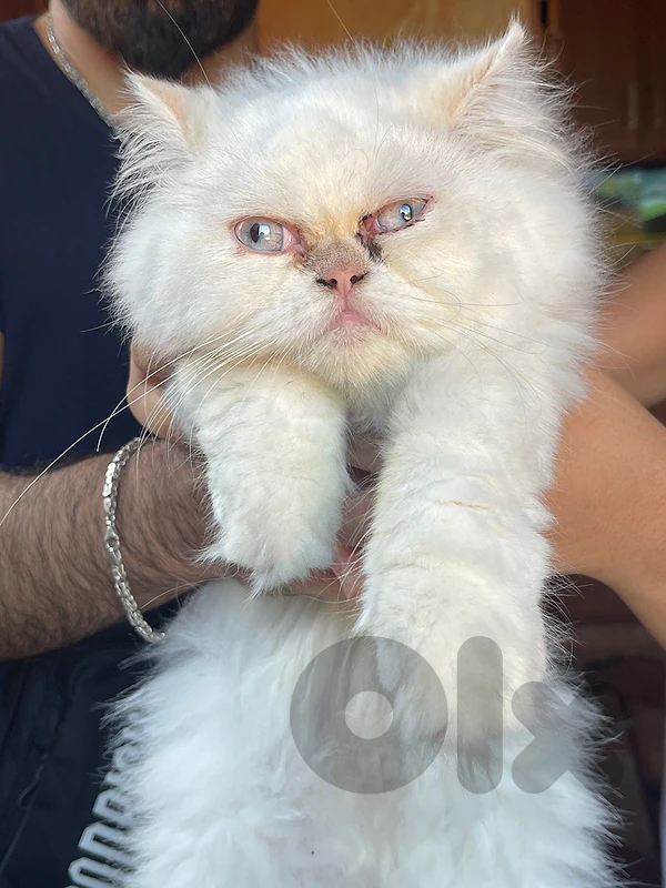 Himalayan white and cream Himalayan white and cream