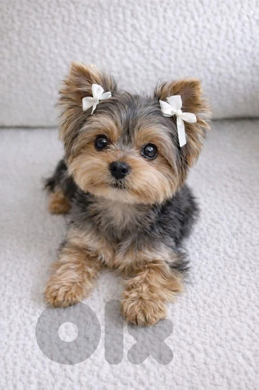 Rare Yorkshire Terrier Blue and Tan Puppy / dog كلاب