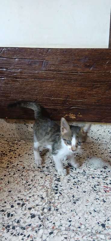 cat for adoption