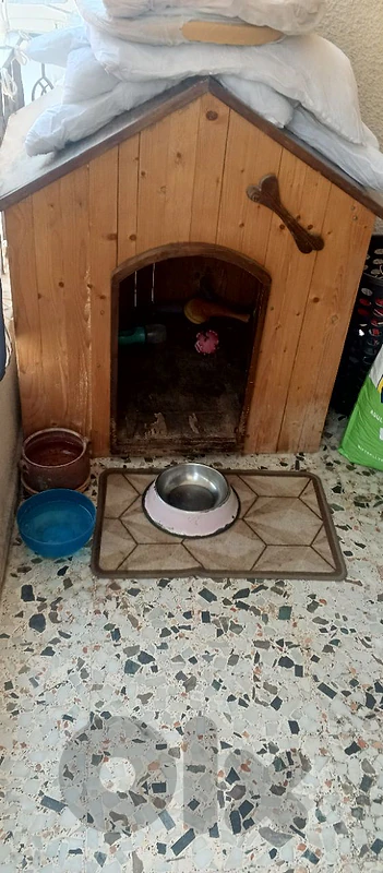Dog House