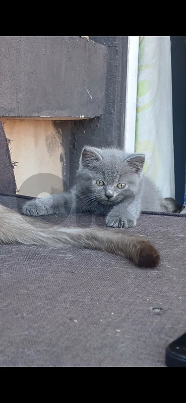 Kittens for sale Kittens for sale