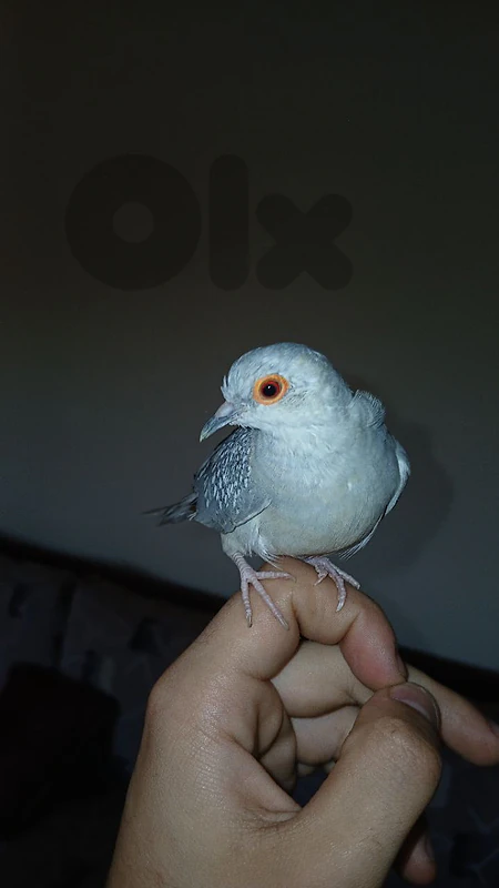 Diamond dove for sale