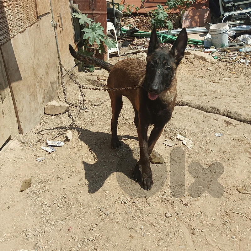 Malinois Puppies