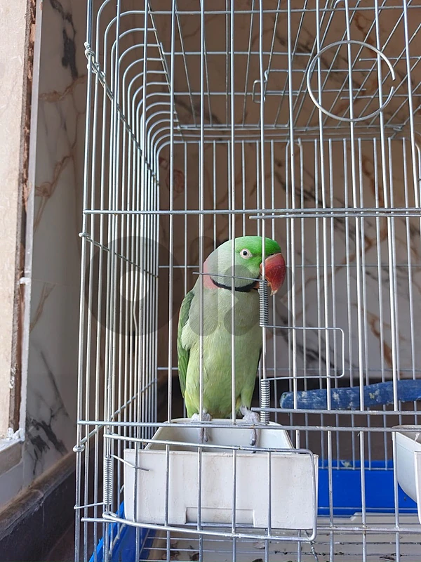Indian Ringneck Parrot – Green Male