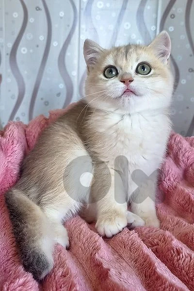 British Shorthair & Longhair Golden Chinchilla