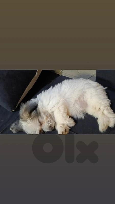female dog names panda 3months