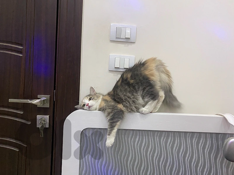 female cat cici