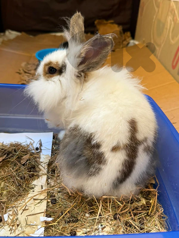 Female liohead bunny for sale