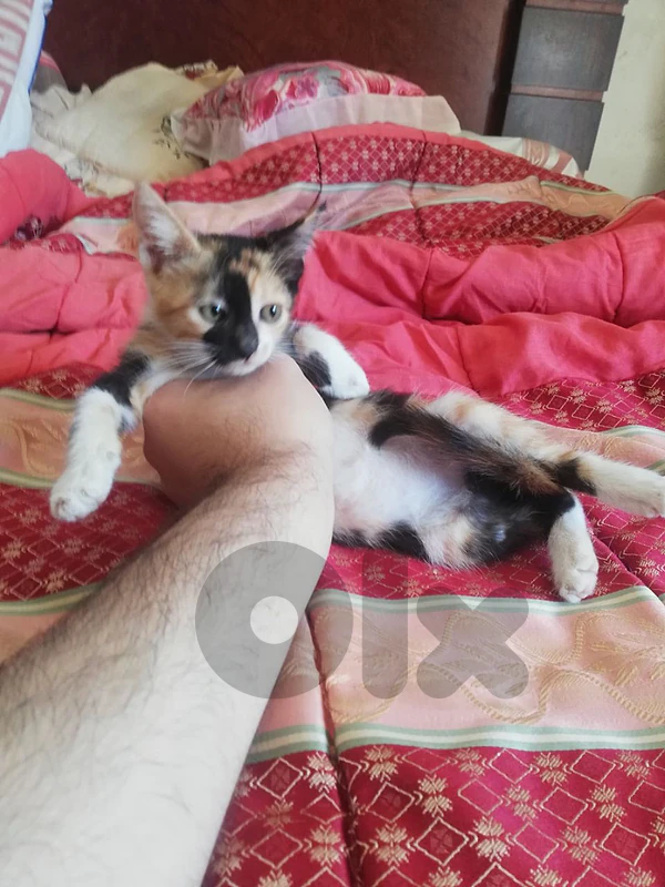 kitten for adoption (FREE)