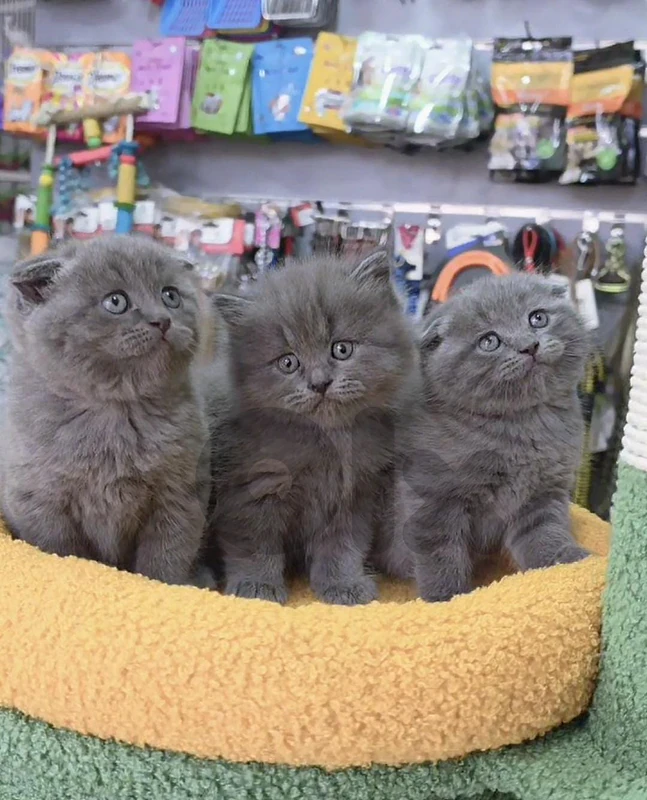 scottish fold