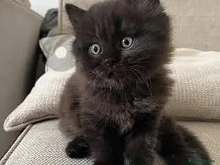 British kitten