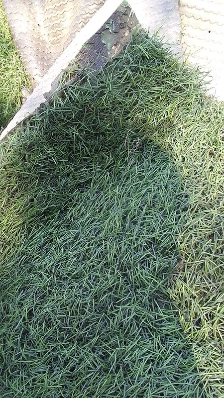 عشب اصطناعي مستعمل artificial grass used