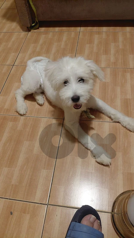 bicjon Maltese