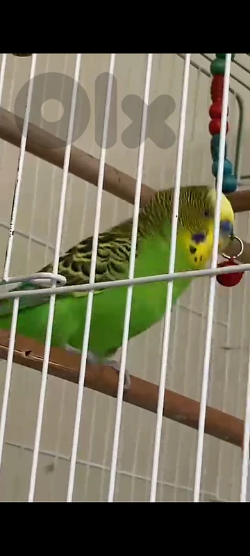 بادجي بيحكي