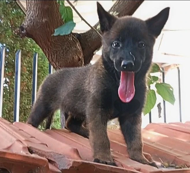 malinois female 79160531