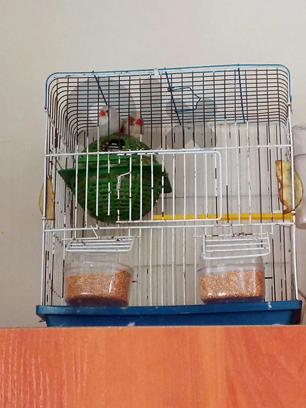 birds for sale
