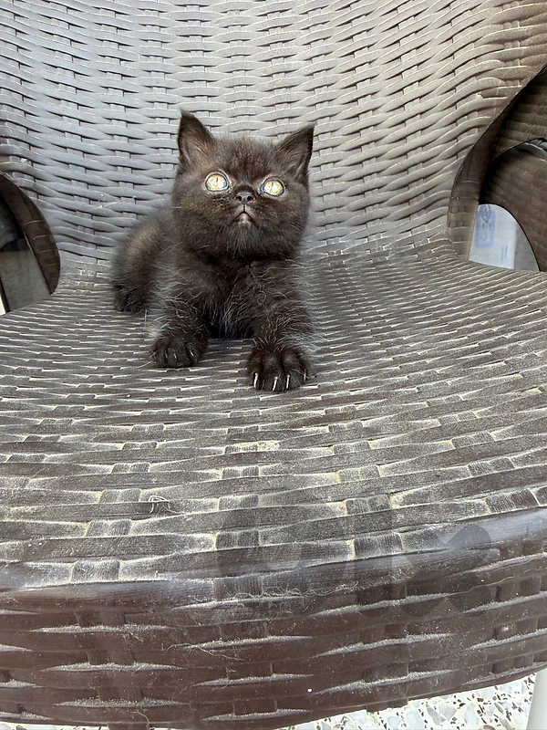 Himalayan pure kittens available