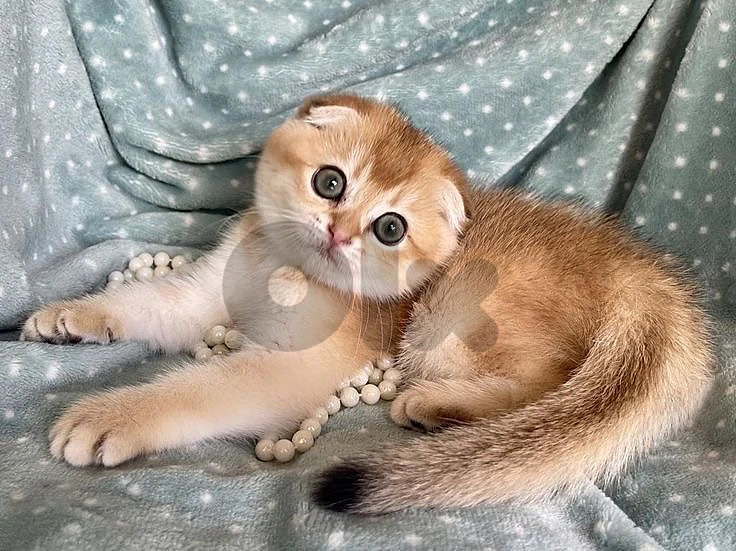 Adorable Pure Scottish Golden Chinchilla kitten in shop and delivery