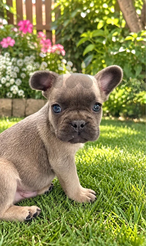 Rare blue fawn French Bulldog puppy available in store & delivery