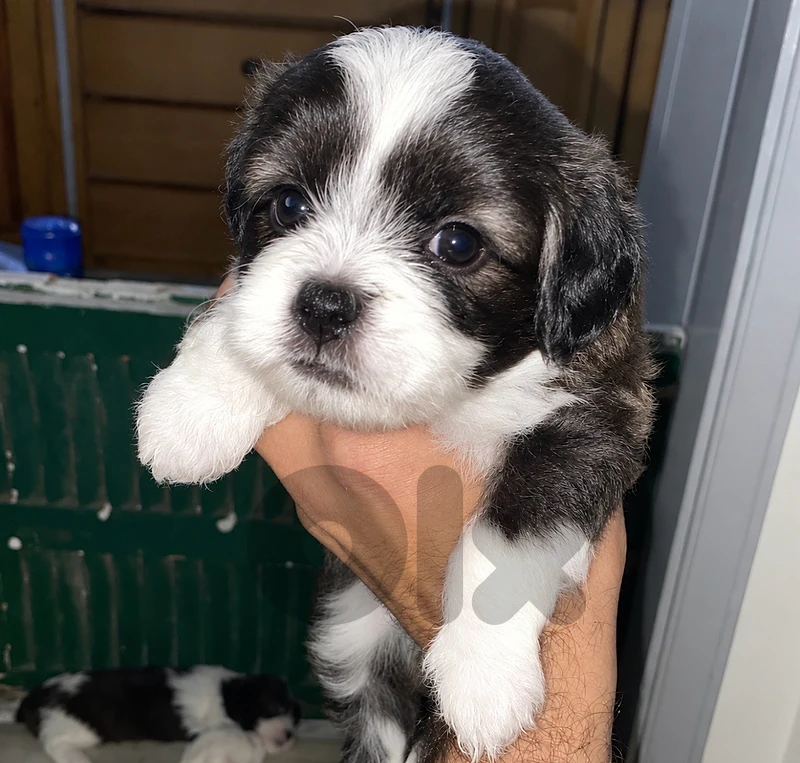 mini maltese bichon panda