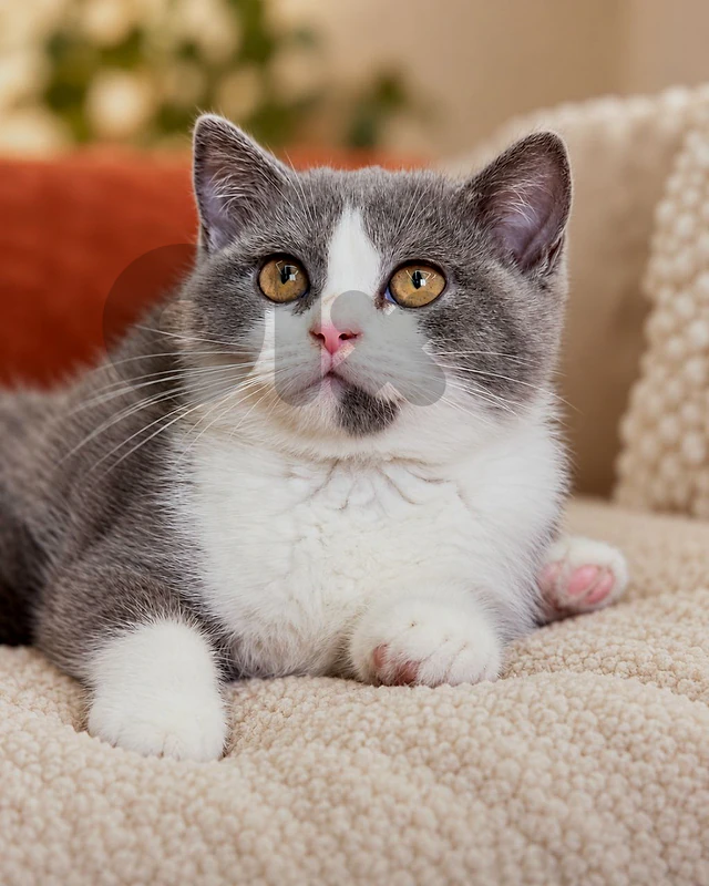 British Shorthair Kitten | Grey & White