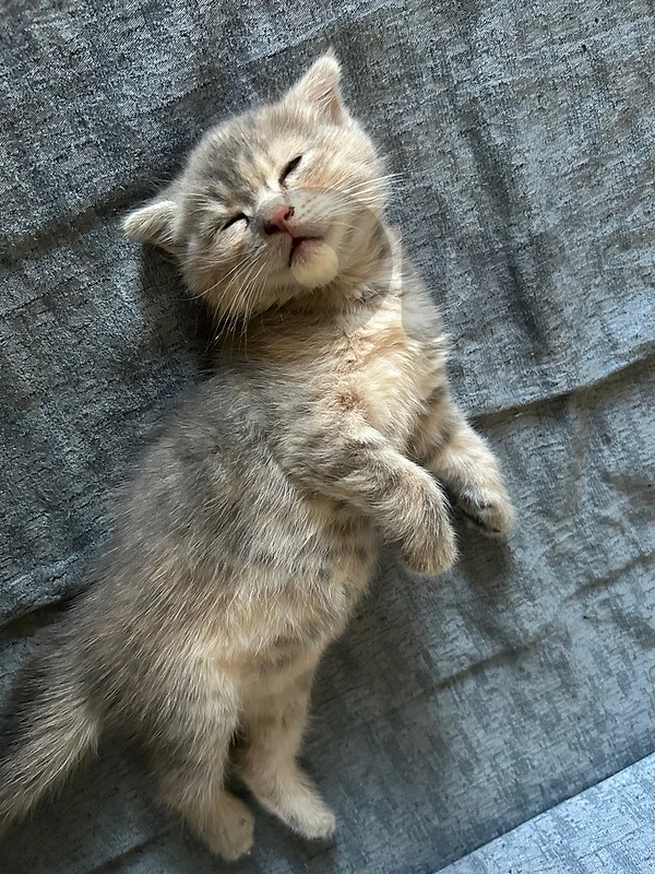 scottish fold mix
