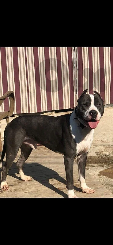 blue nose pitbull for sale