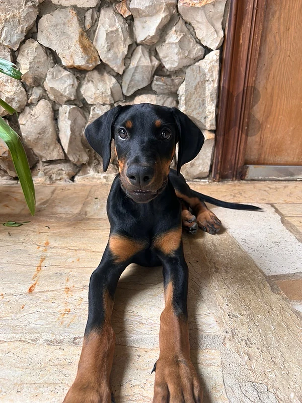 doberman very beautiful dogs (1 fenale 1 male )