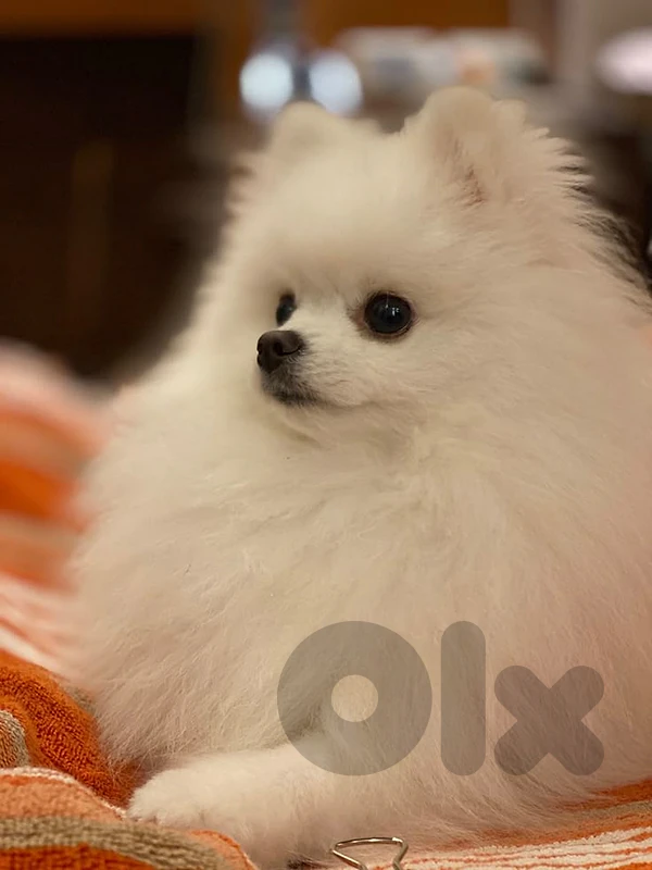 Pomeranian fore meeting